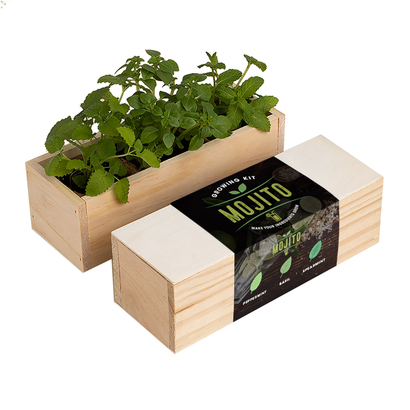 Resetea set za uzgoj sobne biljke mojito