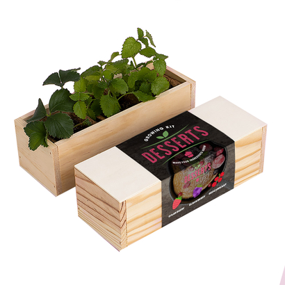 Resetea set za uzgoj sobne biljke desserts