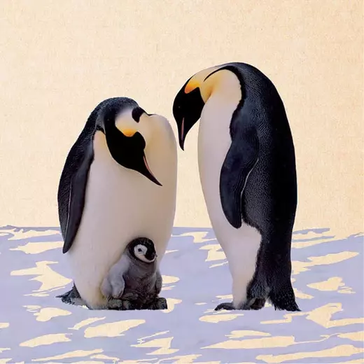 Zintenz čestitka tina penguin